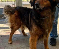  CANE METICCIO - 1/1