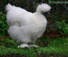 Uova feconde di moroseta bianca - 1/1