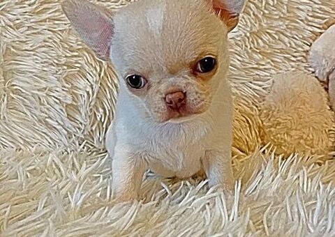 CuccioliChihuahua PedigreeENCI