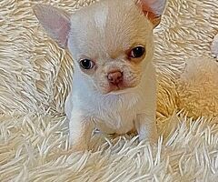 CuccioliChihuahua PedigreeENCI - 1/4