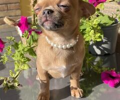 CuccioliChihuahua PedigreeENCI - 2/4