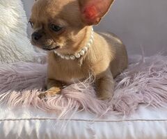CuccioliChihuahua PedigreeENCI - 3/4