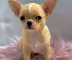 CuccioliChihuahua PedigreeENCI - 4/4