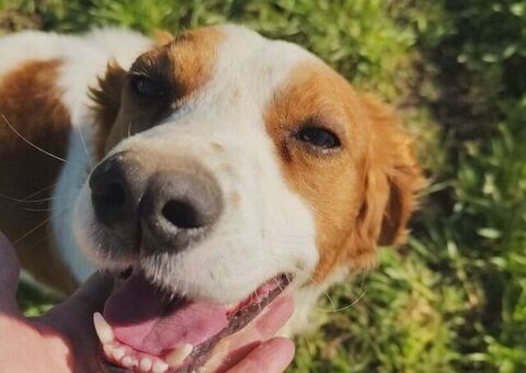  JIMMY simil Breton il cane per