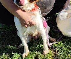  JIMMY simil Breton il cane per - 2/4