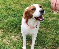  JIMMY simil Breton il cane per - 3/4