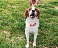  JIMMY simil Breton il cane per - 4/4