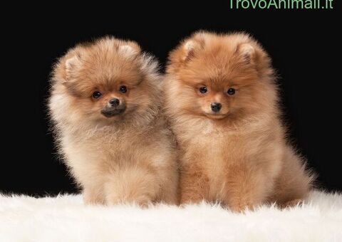  Spitz