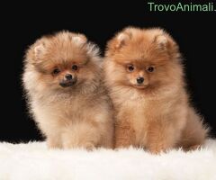  Spitz
