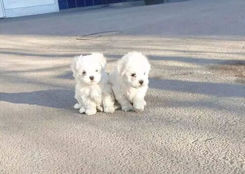 Maltese