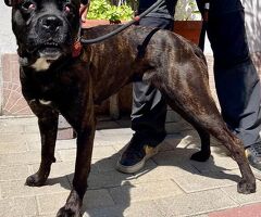  CANE METICCIO
