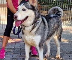  CANE METICCIO - 1/1