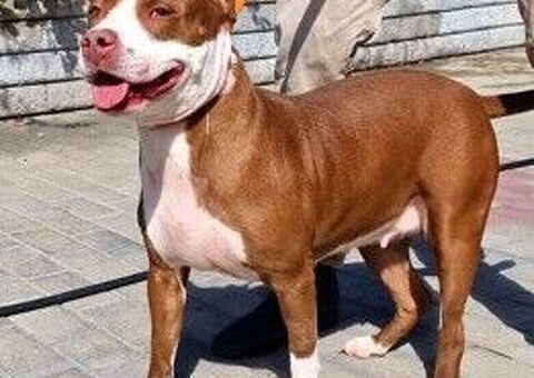  CANE METICCIO
