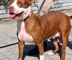  CANE METICCIO - 1/1