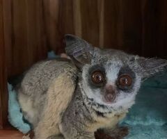 Disponibile un cespuglio di ga - 3/4