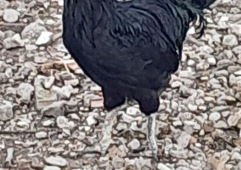 Uova feconde di ayam cemani