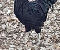 Uova feconde di ayam cemani