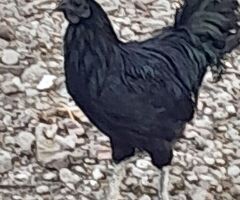 Uova feconde di ayam cemani - 2/3