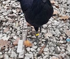 Uova feconde di ayam cemani - 3/3