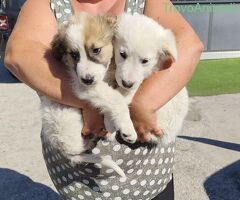  CORA e CAROLINA 2 mesi e mezzo - 1/4
