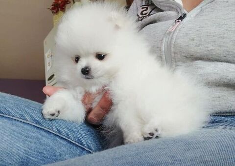 Regalo Cuccioli di pomerania