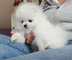  Regalo Cuccioli di pomerania - 1/2