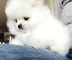  Regalo Cuccioli di pomerania - 2/2