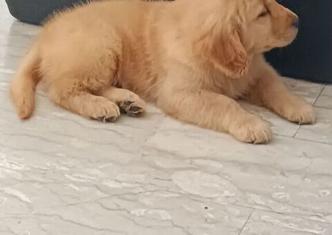 Cuccioli di Golden Retriever