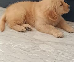 Cuccioli di Golden Retriever - 1/4