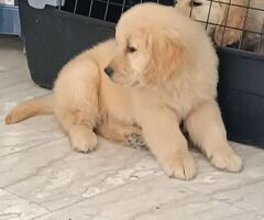 Cuccioli di Golden Retriever - 2/4