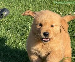 Cuccioli di Golden Retriever - 3/4