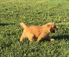 Cuccioli di Golden Retriever - 4/4