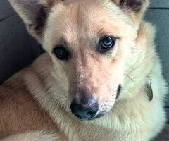  CANE METICCIO - 1/4
