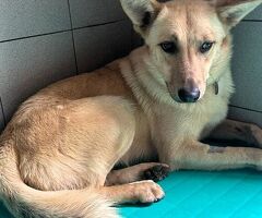  CANE METICCIO - 2/4
