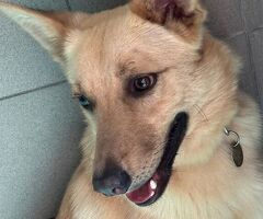  CANE METICCIO - 3/4