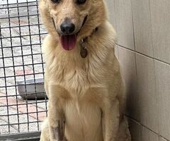  CANE METICCIO - 4/4