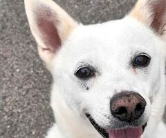  CANE METICCIO - 2/4