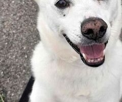  CANE METICCIO - 3/4