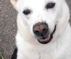  CANE METICCIO - 4/4