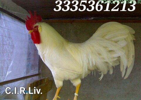 Galline livornesi bianche pure