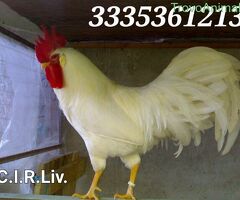 Galline livornesi bianche pure - 1/4