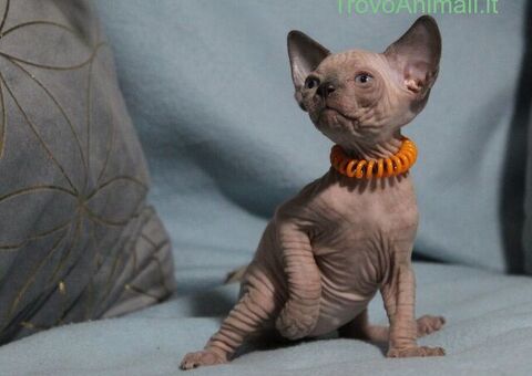 Canadian sphynx