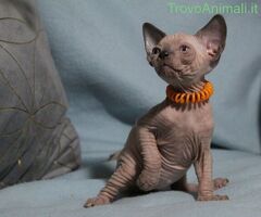 Canadian sphynx - 2/4