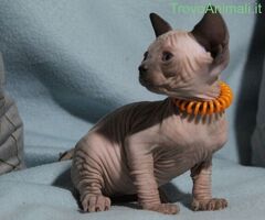 Canadian sphynx - 3/4