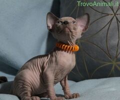 Canadian sphynx - 4/4