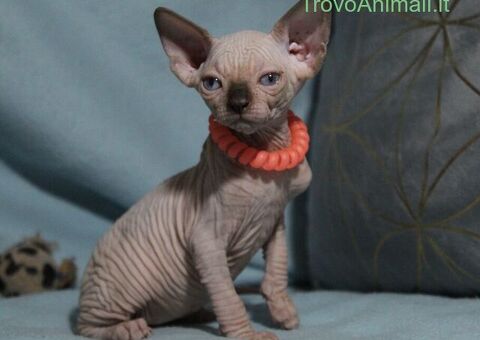 Canadian sphynx