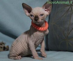 Canadian sphynx