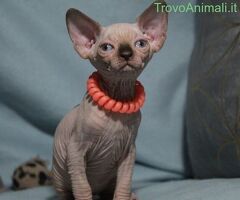Canadian sphynx - 2/4