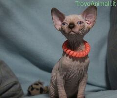 Canadian sphynx - 3/4