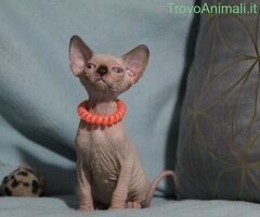 Canadian sphynx - 4/4